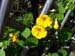 198 Wengan garden a