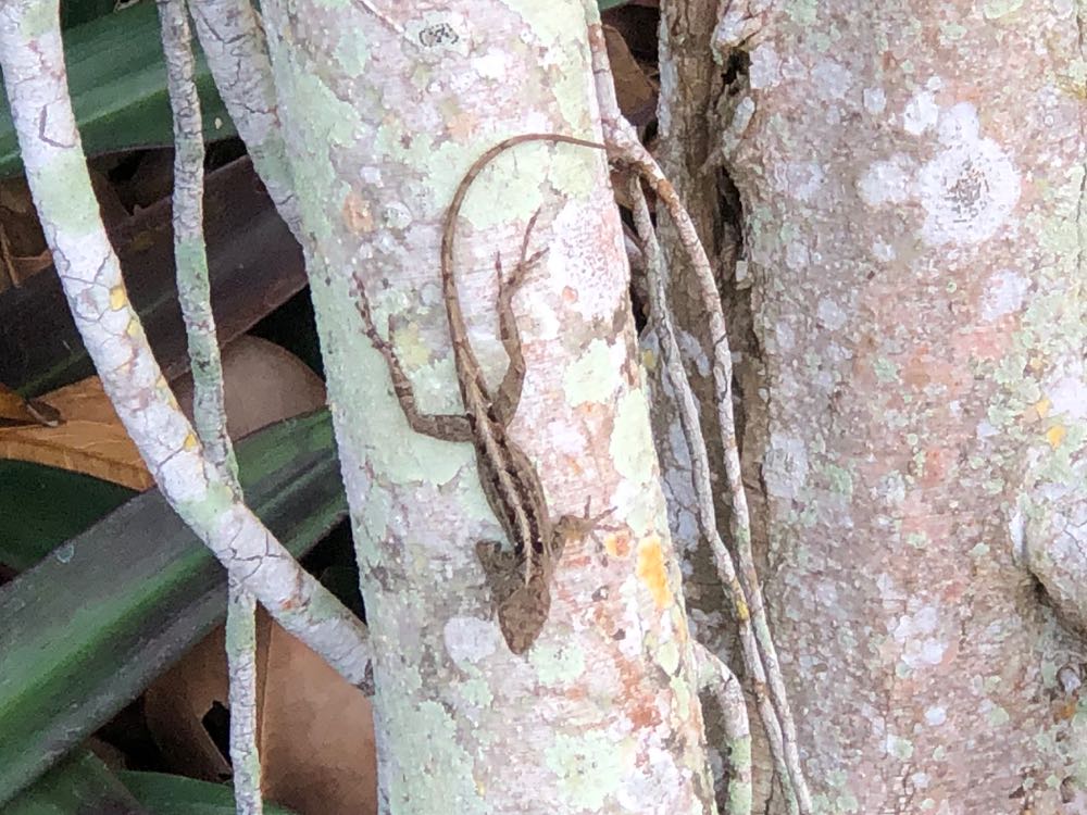 Cuban Brown Anole