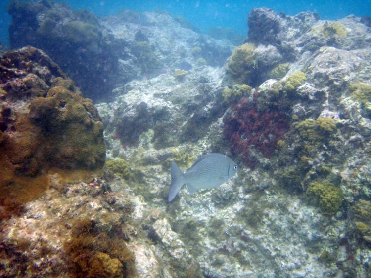 Secret Harbour Right side - Bermuda Chub