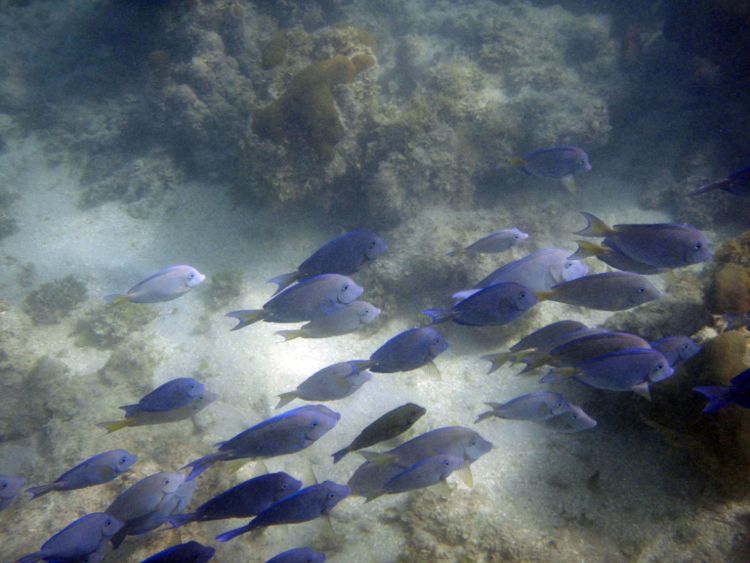 Secret Harbour Center - Blue Tang School