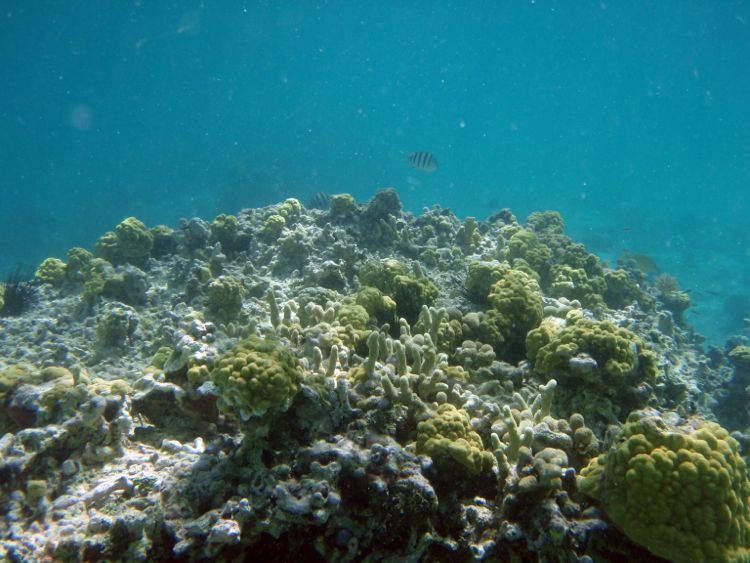 Christmass Bay Reef