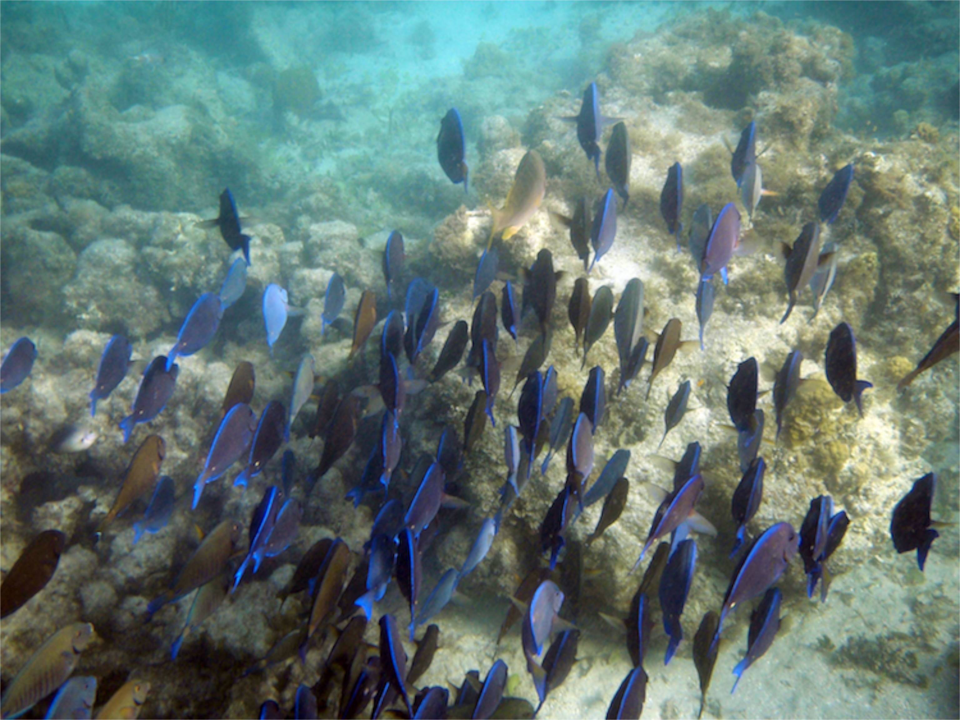  SH Center - Blue Tang School