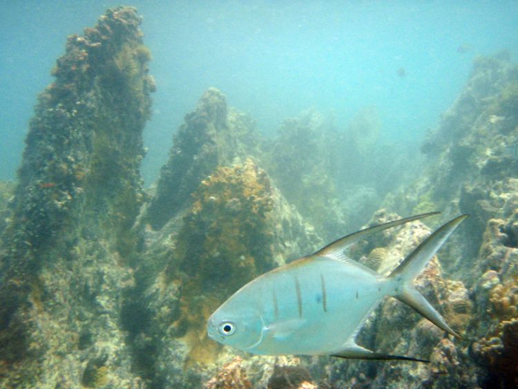 Secret Harbour Right side - Palometa