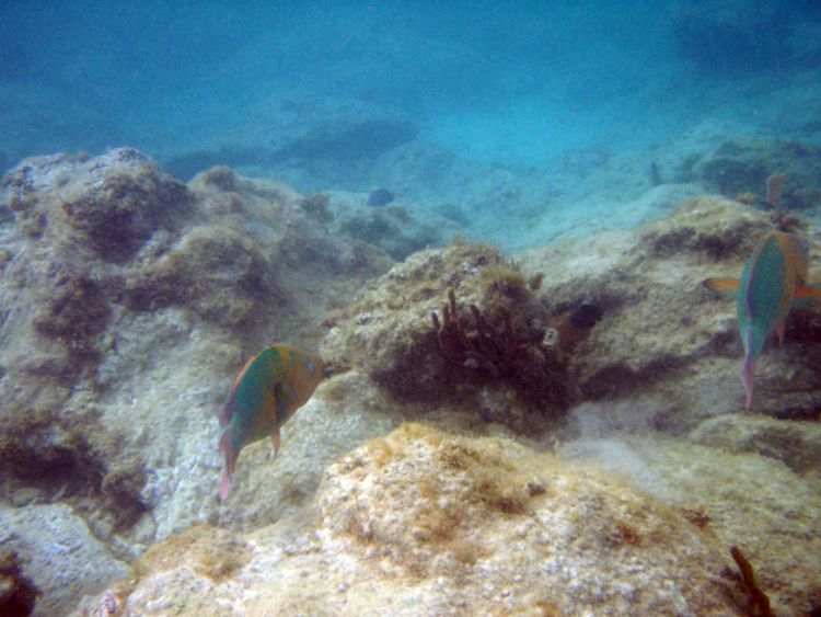 Secret Harbour Left Side - Rainbow Parrotfish (30