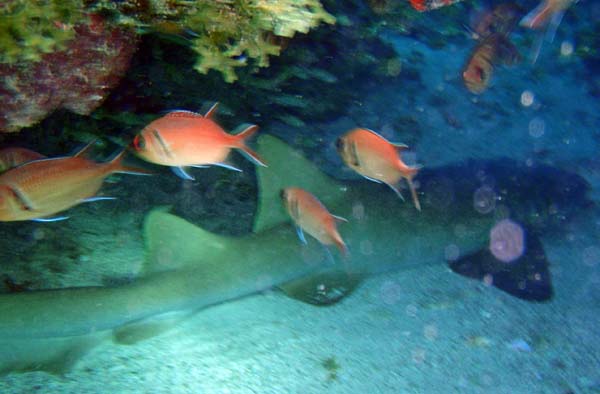 Blackbar Soldierfish