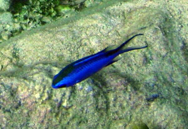 Blue Chromis