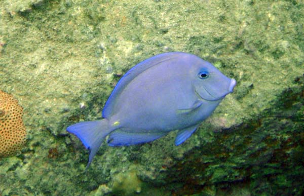 Blue Tang