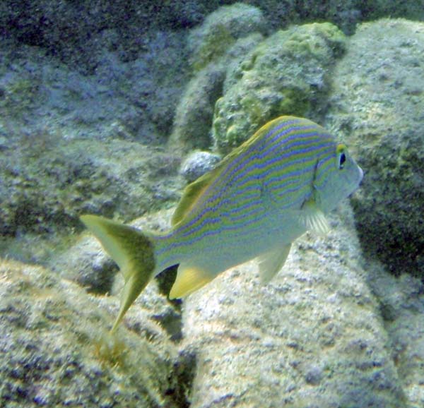 Bluestriped Grunt