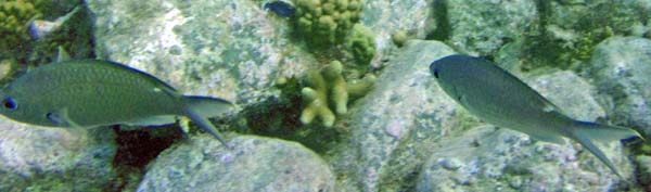 Brown Chromis