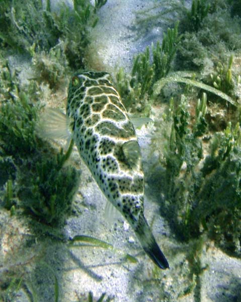 Checkered Puffer d