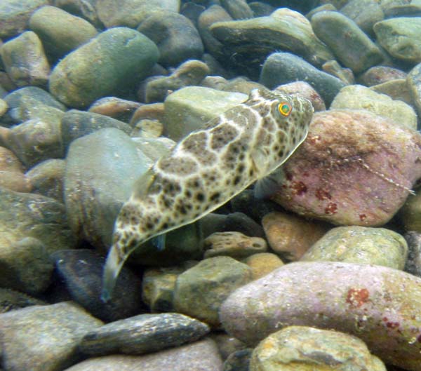 Checkered Puffer