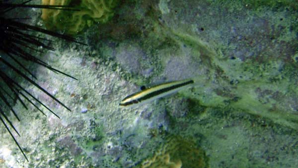 Cleaning Goby