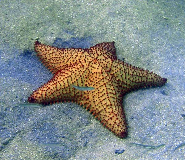 Cushion Sea Star b