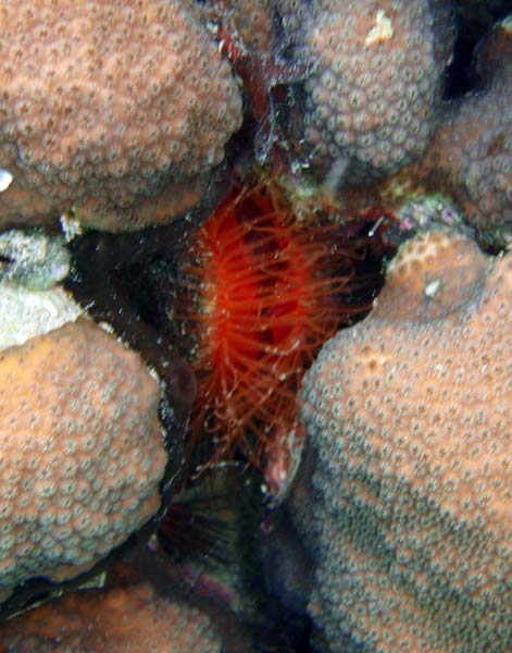 Fileclam