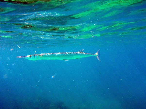 Flat Needlefish