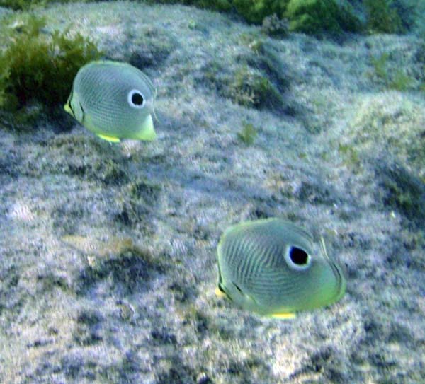 Foureye Butterflyfish