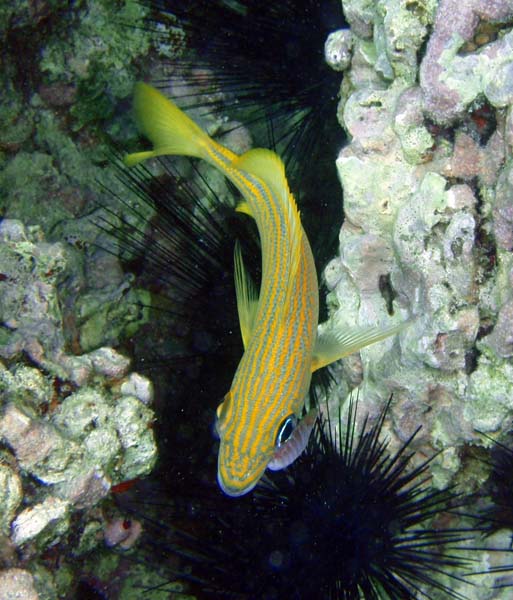 French Grunt with Isopod b