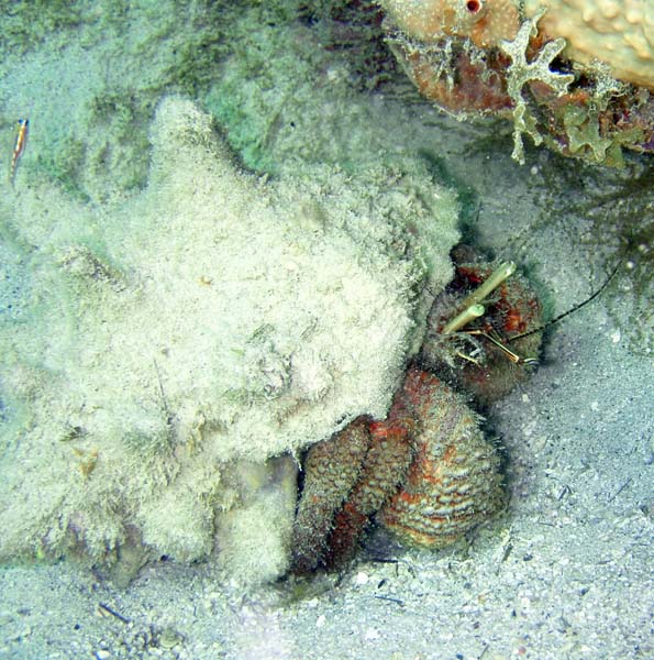 Giant Hermit Crab