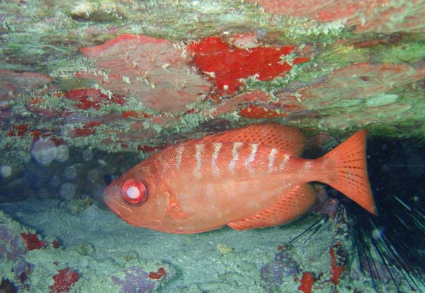 Glass-Eyed Snapper m