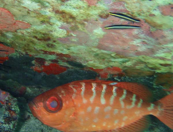 Glasseye Snapper