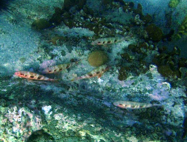 Goatfish grouping