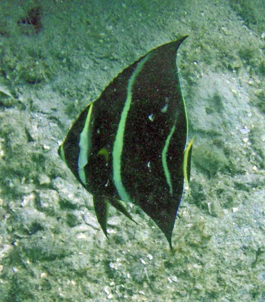 Gray Angelfish Juv m