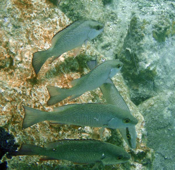 Gray Snapper c