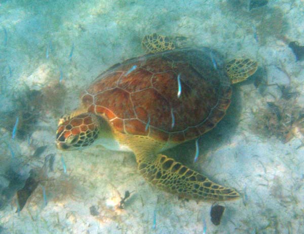 Green Sea Turtle