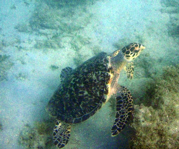 Hawksbill Sea Turtle m