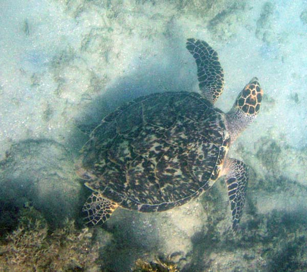 Hawksbill Sea Turtle n
