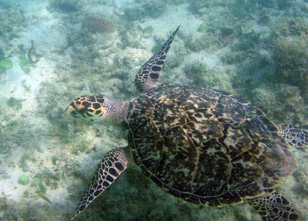 Hawksbill Sea Turtle o