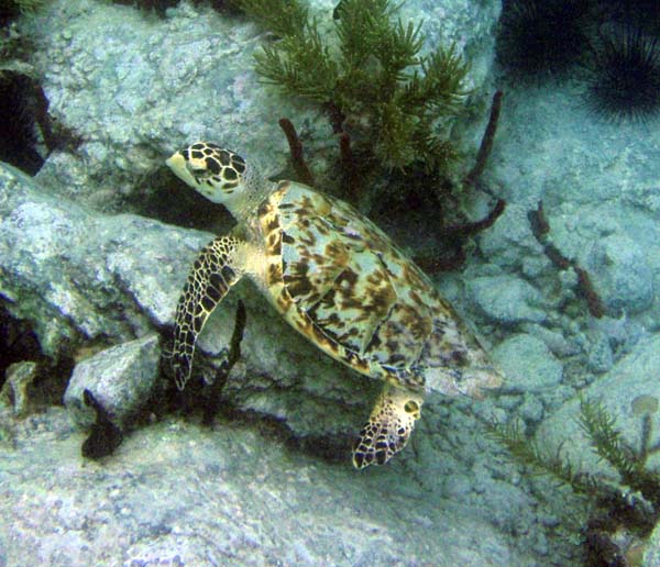 Hawksbill Seaturtle b
