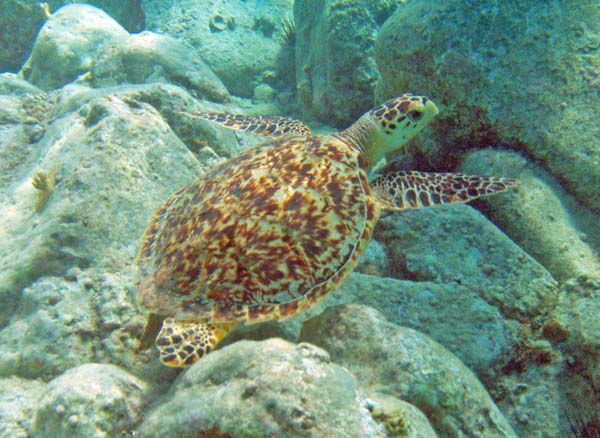 Hawksbill Seaturtle