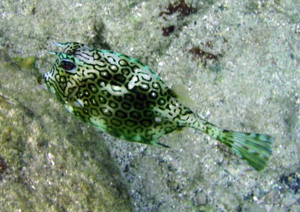Honeycomb Cowfish