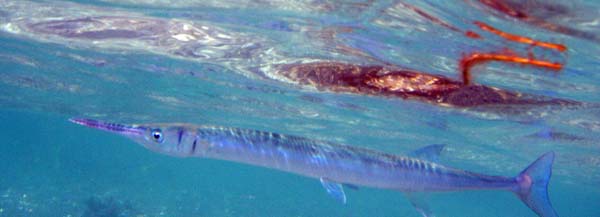 Houndfish close
