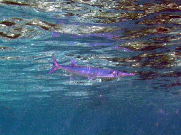 Houndfish