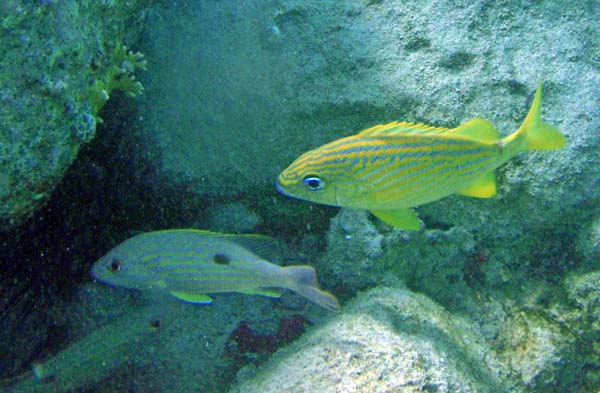 Lane Snapper m