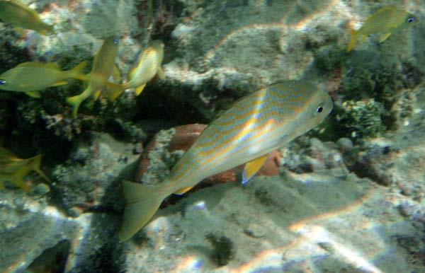 Lane Snapper
