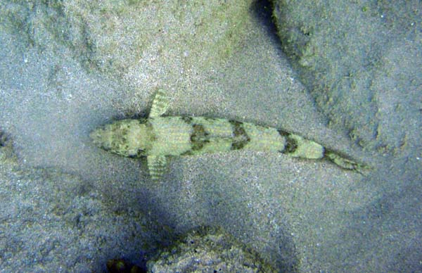 Lizardfish (S)