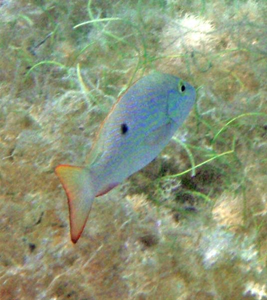 Mahagany Snappper