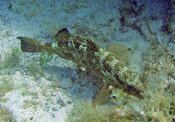 Marbled Grouper