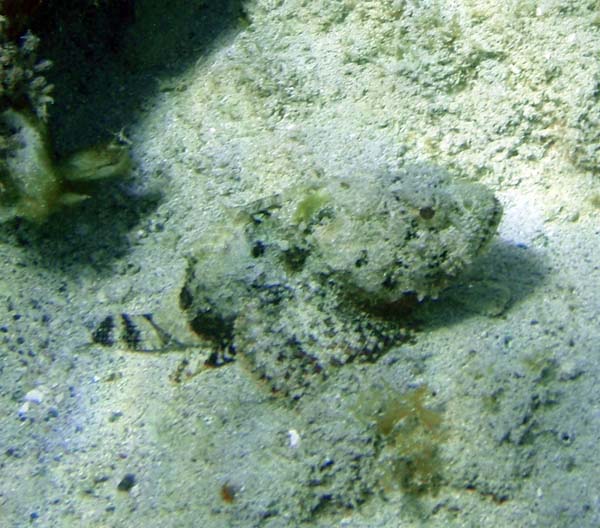 Muchroom Scorpionfish b