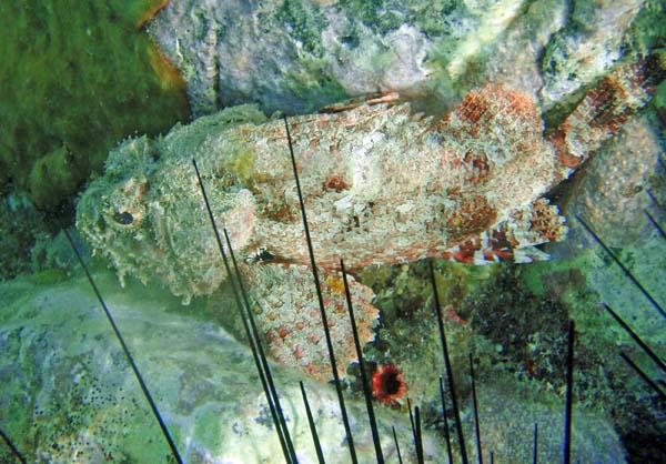 Muchroom Scorpionfish