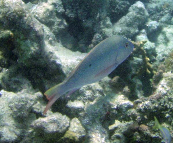 Mutton Snapper