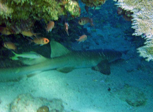 Nurse Shark