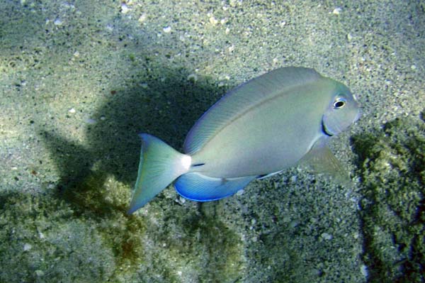 Ocean Surgeonfish