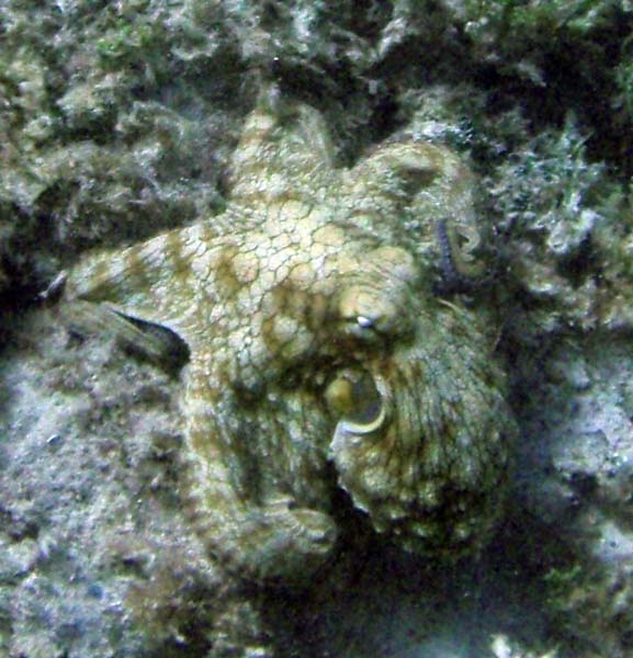 Octopus a