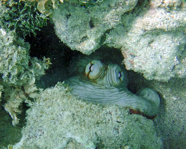 Octopus at Secret Harbour