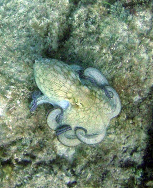 Octopus c