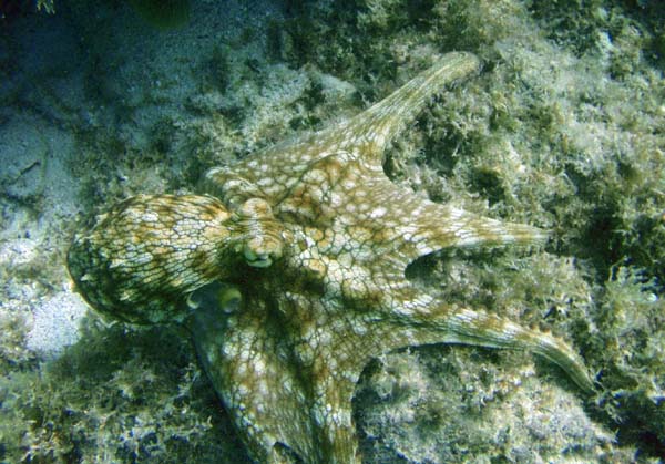 Octopus i